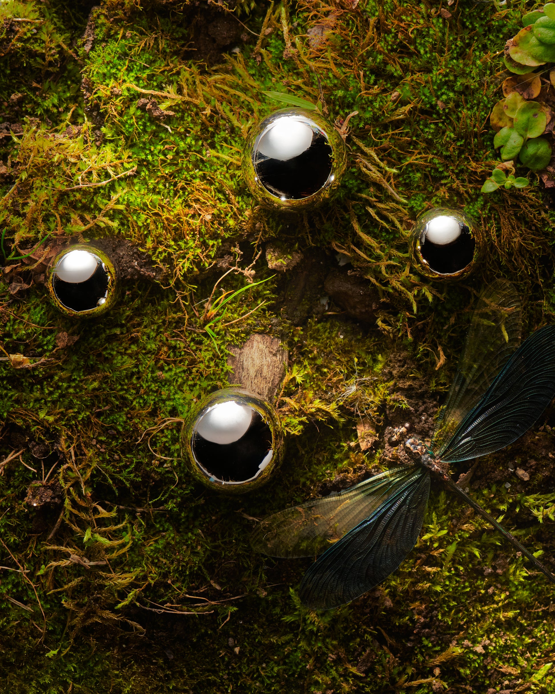 Dote Earrings